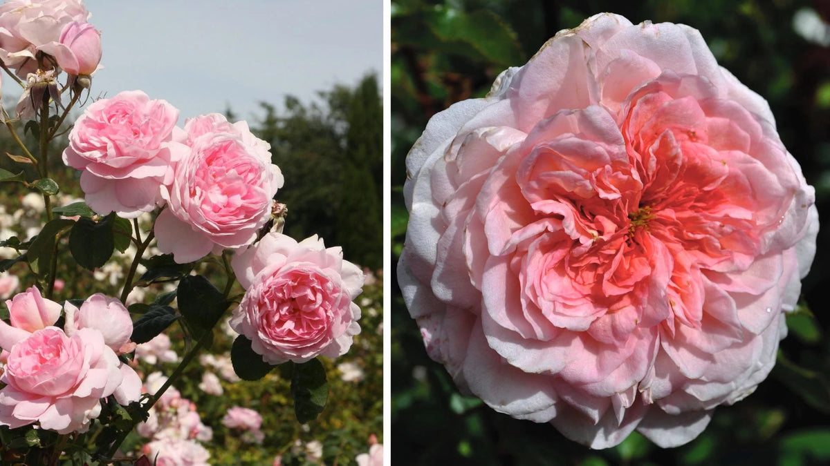Bareroot Rose Live Shrub 2 Piece V811702