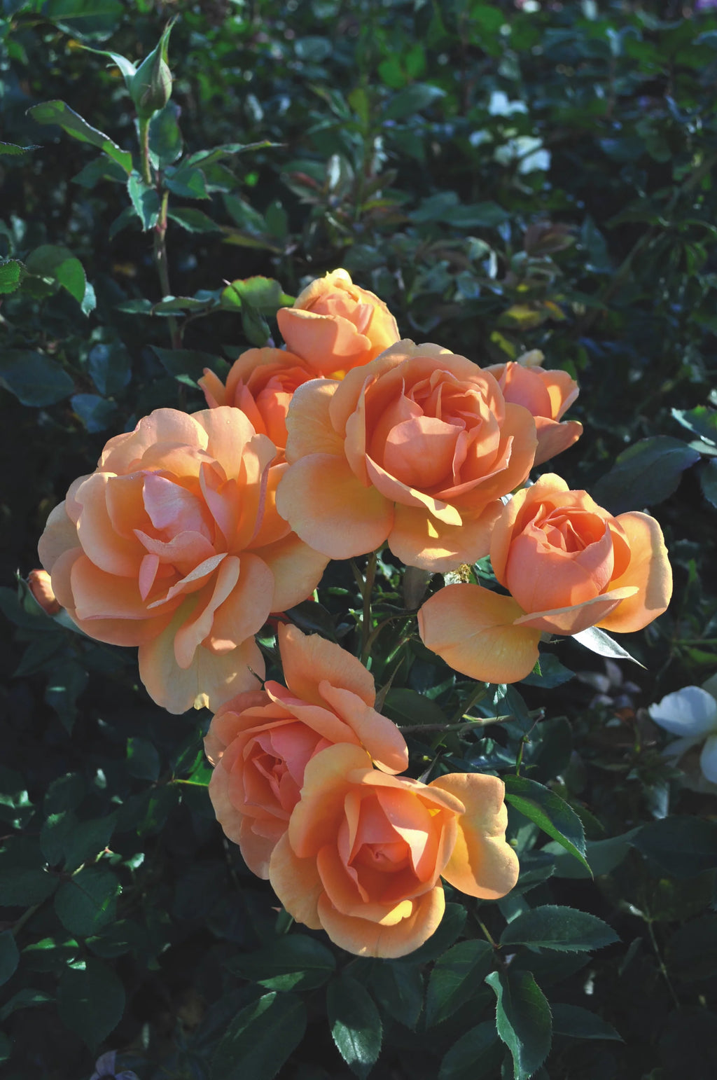 Bareroot Rose Live Shrub 2 Piece V811702