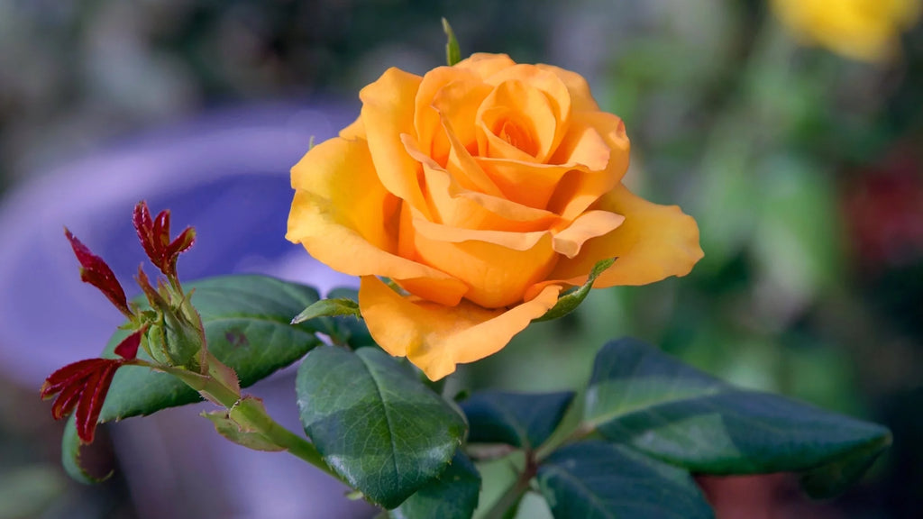 Bareroot Rose Live Shrub 2 Piece V811702