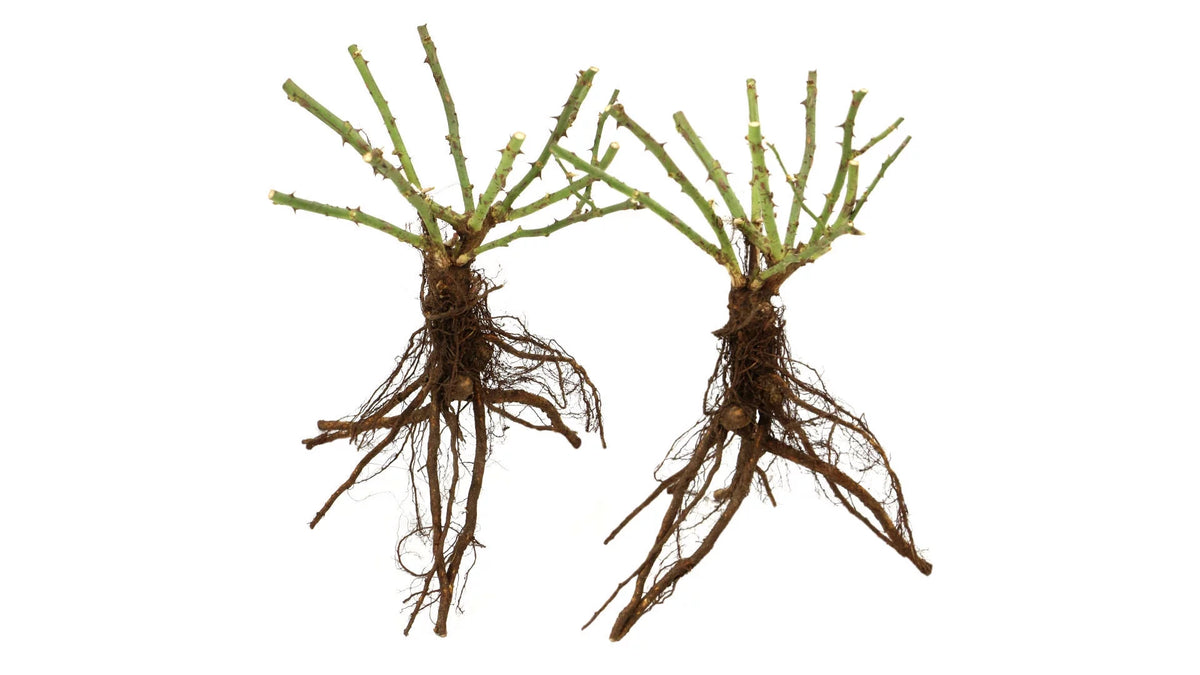 Bareroot Rose Live Shrub 2 Piece V811702