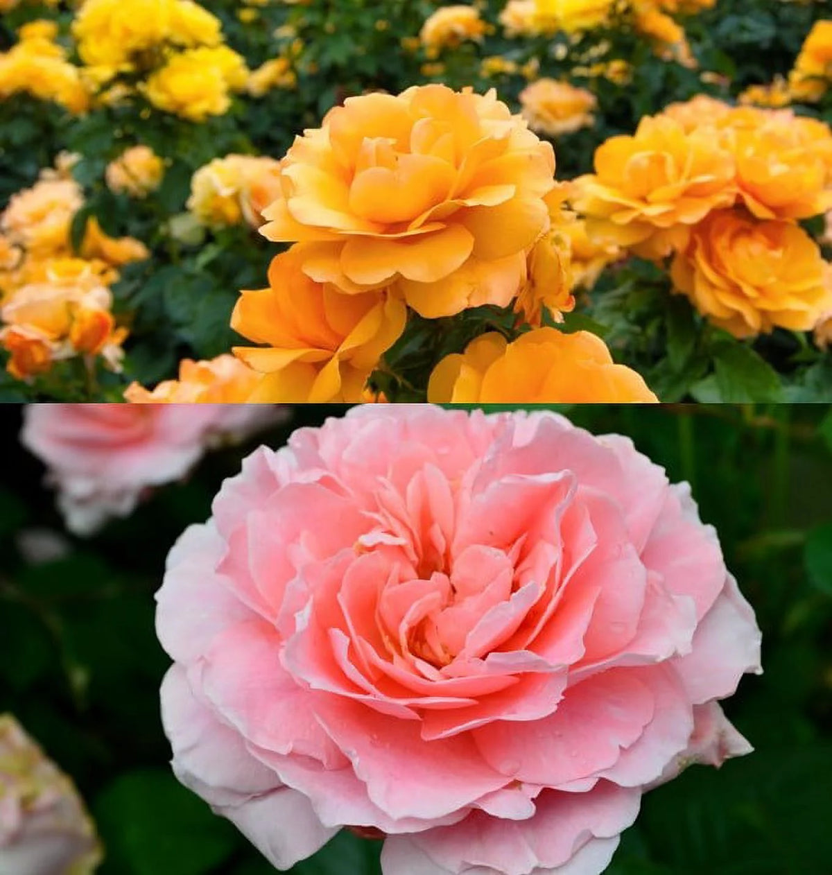 Bareroot Rose Live Shrub 2 Piece V811702
