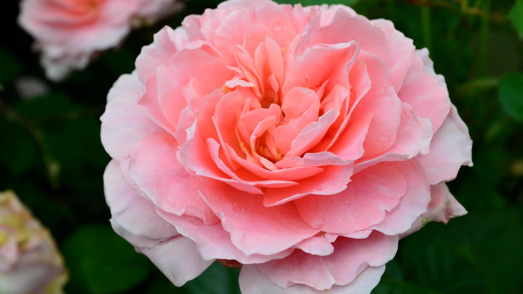 Bareroot Rose Live Shrub 2 Piece V811702