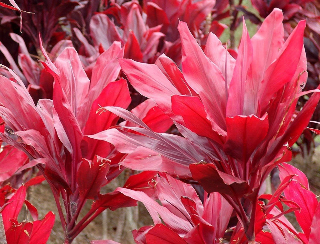 2 Logs Hawaiian Red Ti Leaf Plant D718