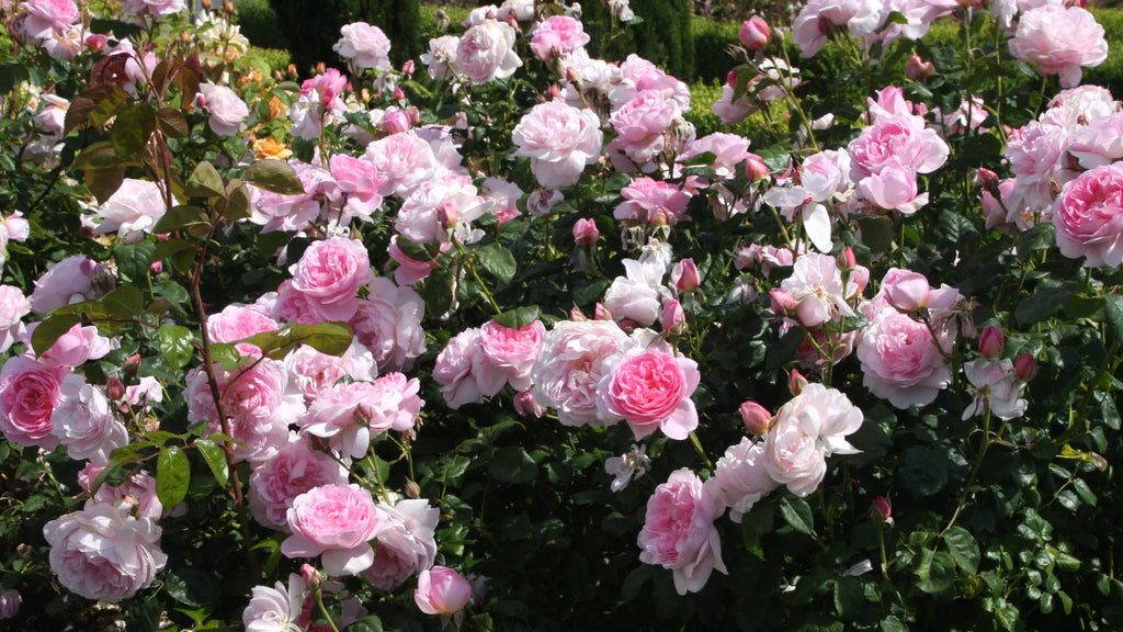 Bareroot Rose Live Shrub 2 Piece V811702