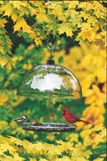 Large Cardinal Feeder I7651