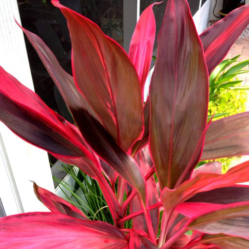 2 Logs Hawaiian Red Ti Leaf Plant D718