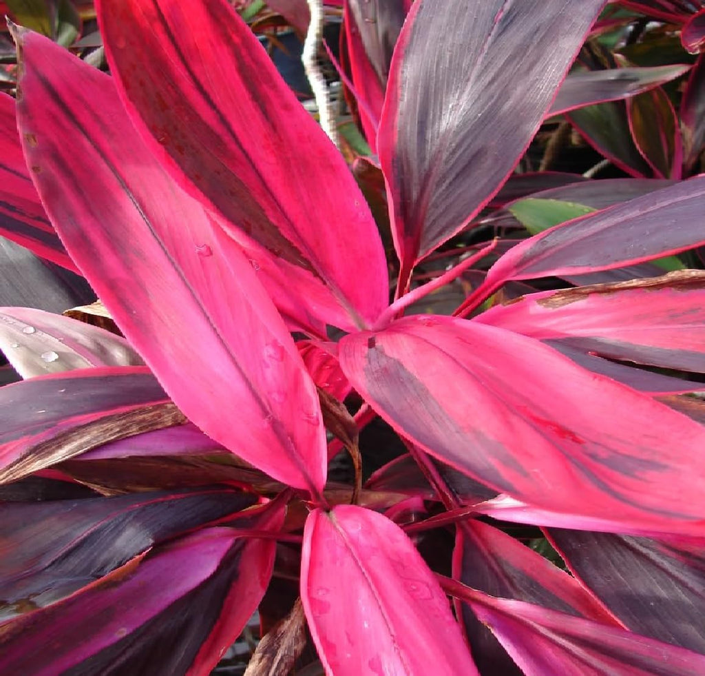 2 Logs Hawaiian Red Ti Leaf Plant D718