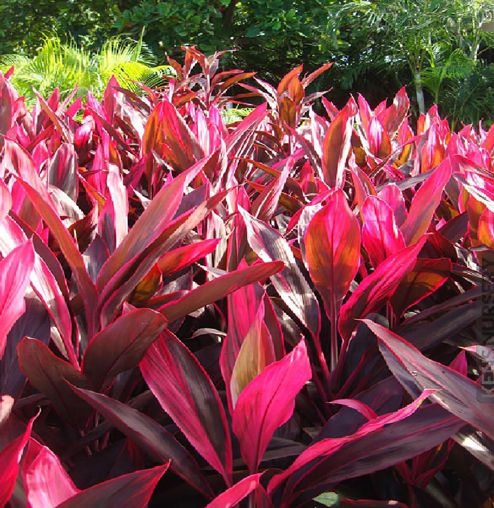 2 Logs Hawaiian Red Ti Leaf Plant D718