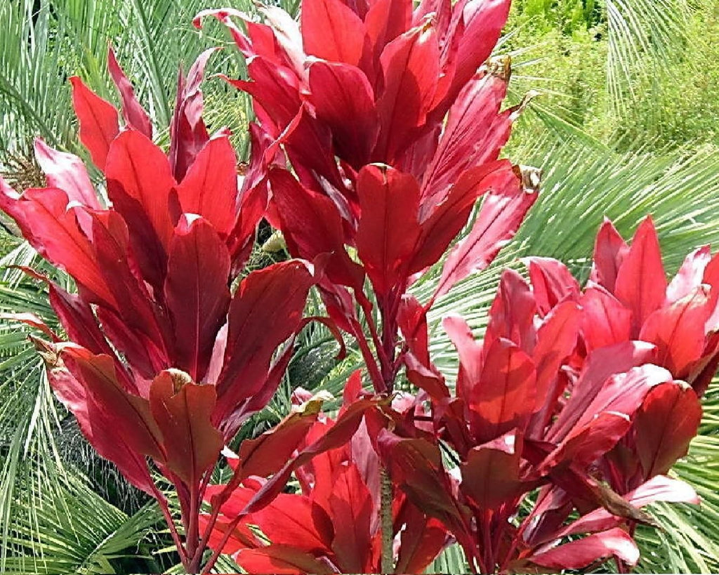 2 Logs Hawaiian Red Ti Leaf Plant D718