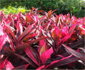 2 Logs Hawaiian Red Ti Leaf Plant D718