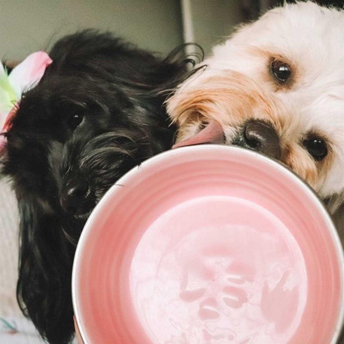 Pet Bowl L194276