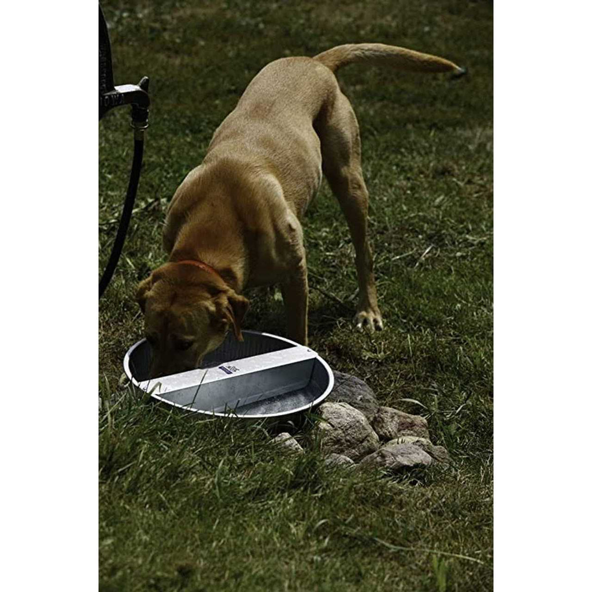 Galvanized Pet Bowl Q4326