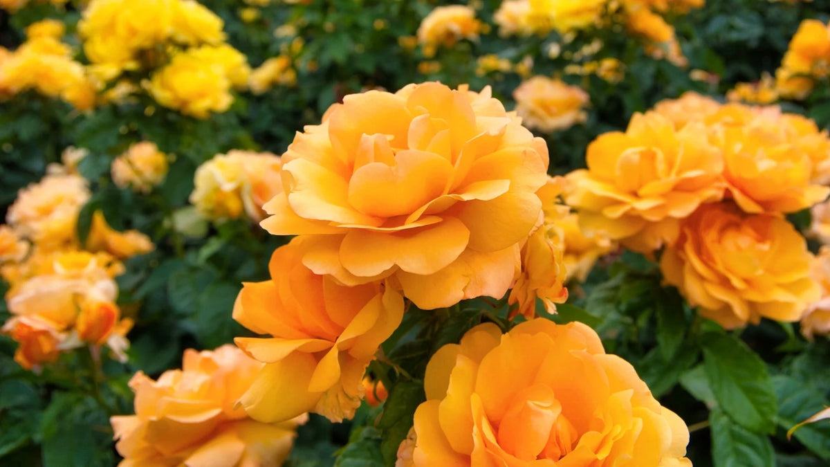 Bareroot Rose Live Shrub 2 Piece V811702