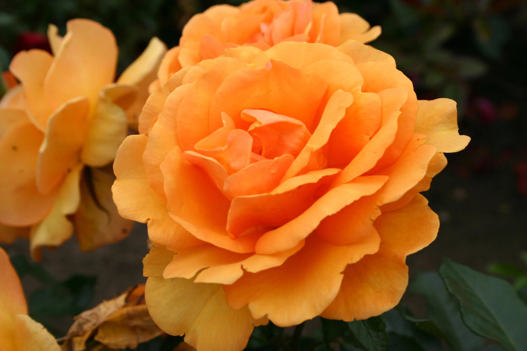 Bareroot Rose Live Shrub 2 Piece V811702