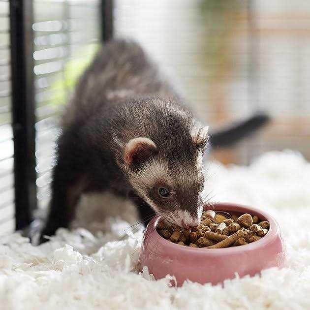 Chicken Ferret Diet M30582